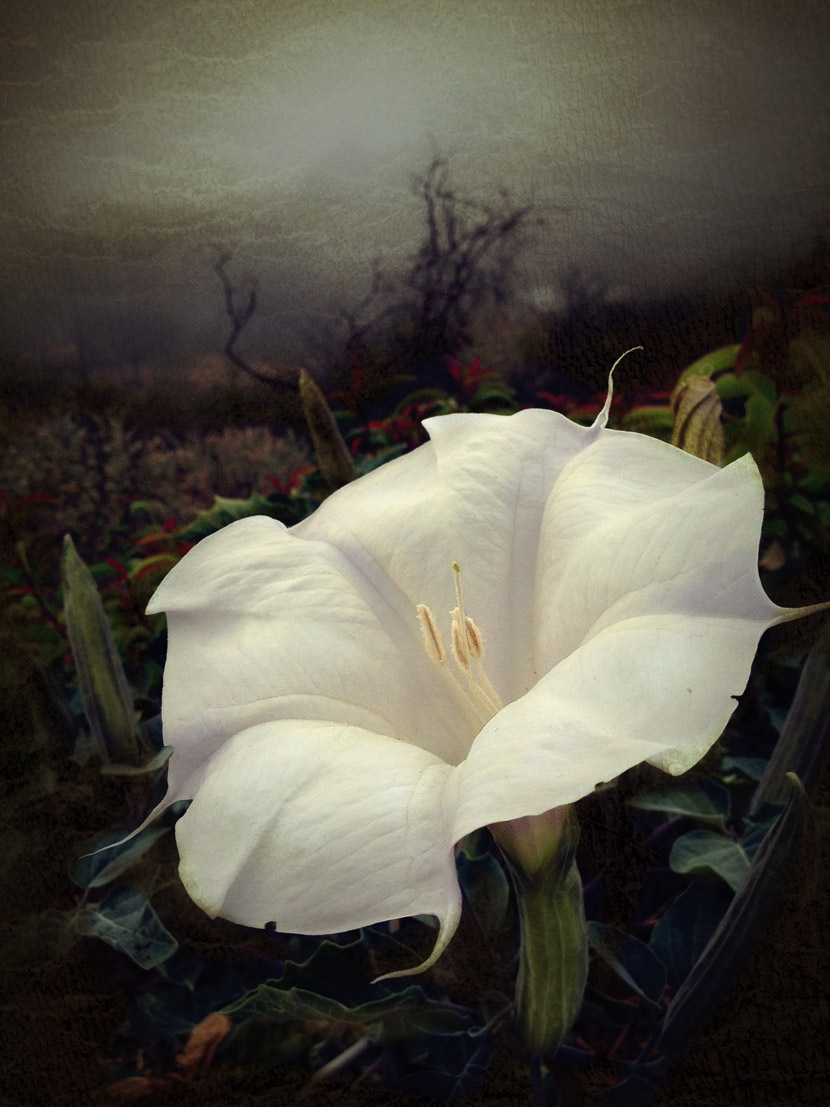 2013 Mobile Photography Awards