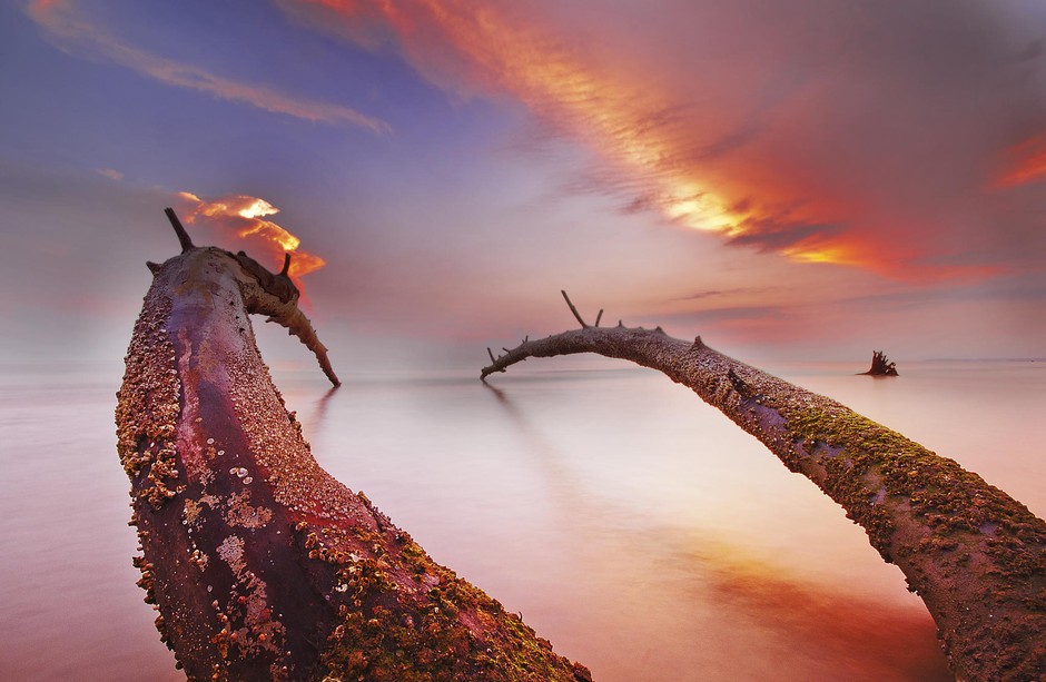 神秘的树 作者 Razali Ahmad.jpg