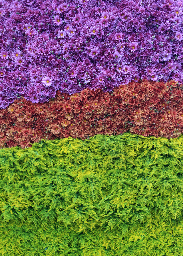 雏菊 作者 Cristobal Garciaferro Rubio.jpg