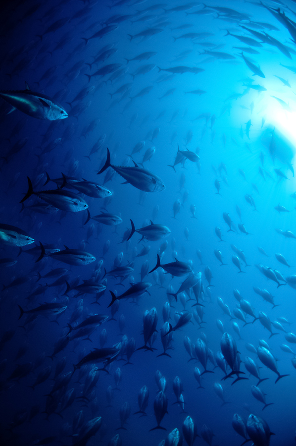 交通高峰 作者 Nigel Wade.jpg