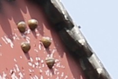 新锐超广角 佳能EF 16-35mm F4L评测