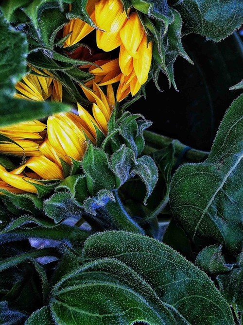 提高手机摄影质量 6个建议告诉您