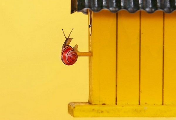 Gabi Stickler 美丽的蜗牛创意摄影6