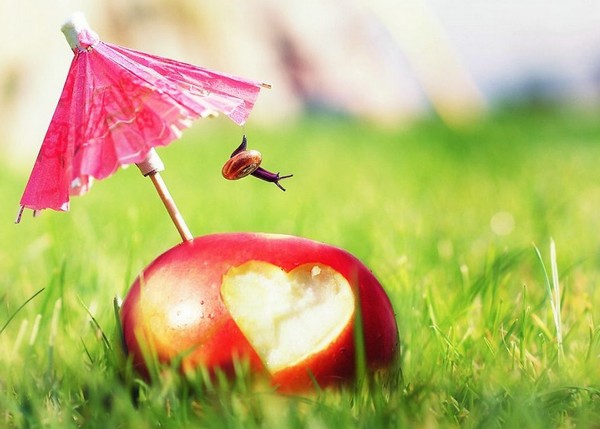 Gabi Stickler 美丽的蜗牛创意摄影7