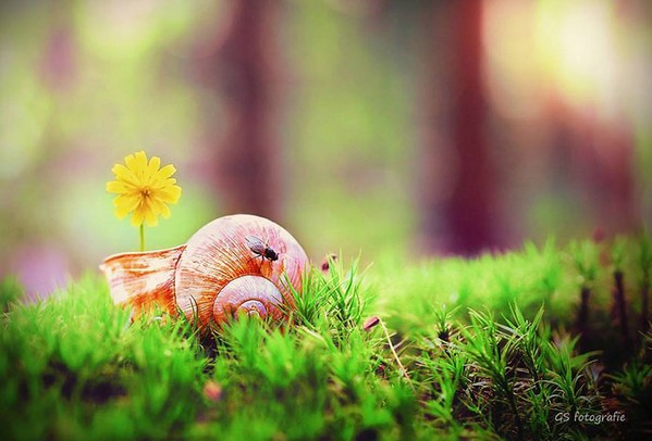 Gabi Stickler 美丽的蜗牛创意摄影8