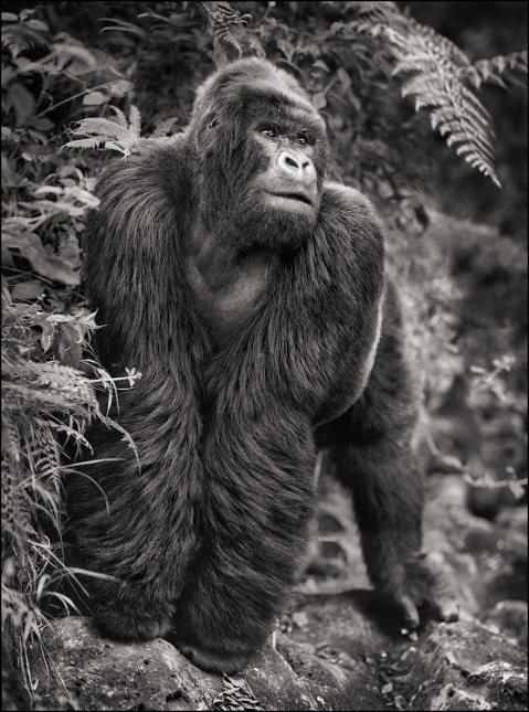 Nick Brandt:震撼心灵的史诗级动物肖像 Nick-Brandt-2.jpg