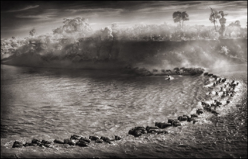 Nick Brandt:震撼心灵的史诗级动物肖像 Nick-Brandt-1.jpg