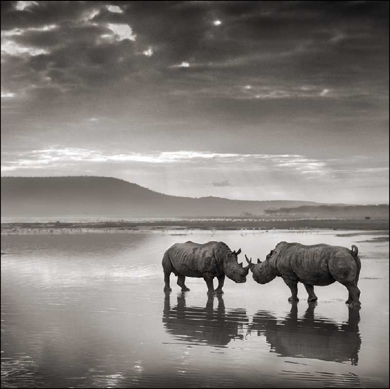 Nick Brandt:震撼心灵的史诗级动物肖像 Nick-Brandt-4.jpg