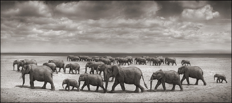 Nick Brandt:震撼心灵的史诗级动物肖像 Nick-Brandt-5.jpg