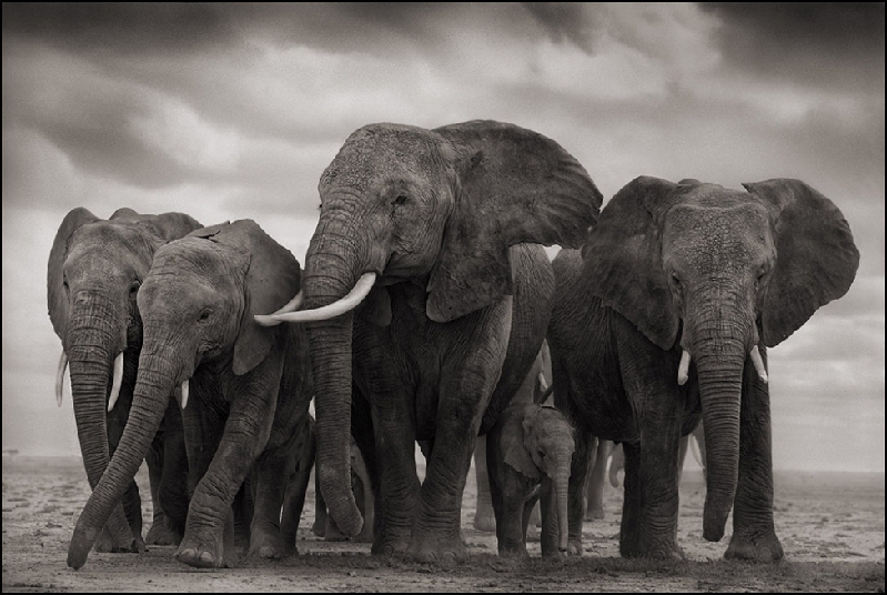 Nick Brandt:震撼心灵的史诗级动物肖像 Nick-Brandt-6.jpg