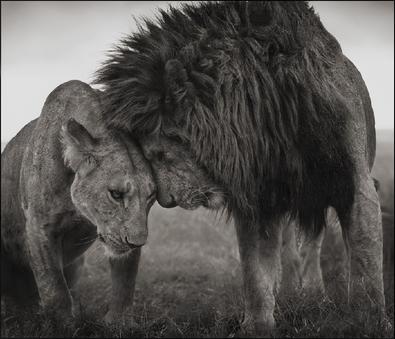 Nick Brandt:震撼心灵的史诗级动物肖像 Nick-Brandt-7.jpg