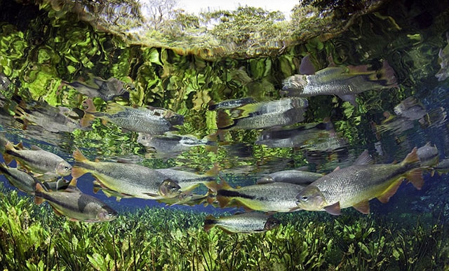 Franco Banfi:模拟鱼视角拍梦幻世界 4d4c22318bb46d2a.jpg