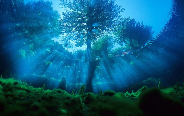 Franco Banfi:模拟鱼视角拍梦幻世界 43e58eebcb211c2e.jpg