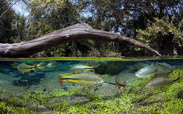 Franco Banfi:模拟鱼视角拍梦幻世界 141c1d17c6f097bd.jpg