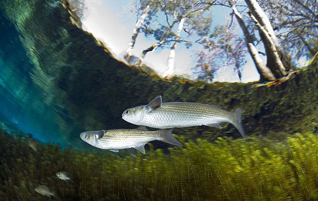 Franco Banfi:模拟鱼视角拍梦幻世界 6939b04b20d86ce0.jpg