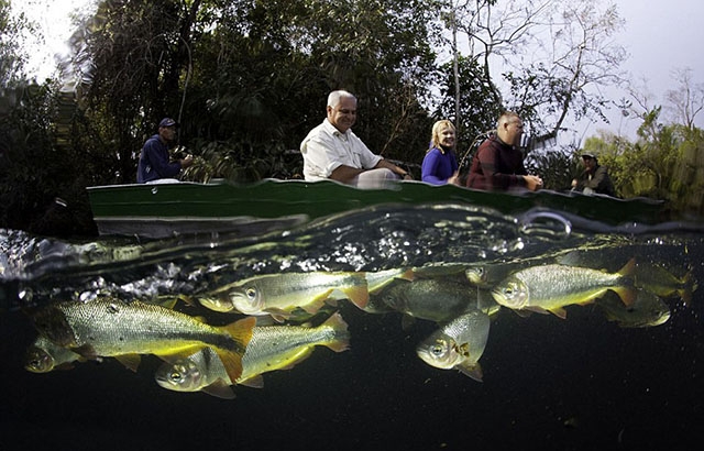 Franco Banfi:模拟鱼视角拍梦幻世界 b9a1696cea8ac692.jpg