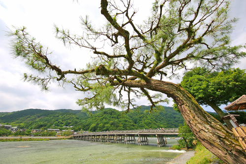 广无止境 佳能EF 11-24mm镜头试拍京都 佳能11-24试拍京都