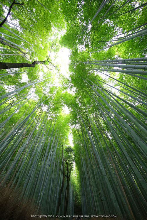 广无止境 佳能EF 11-24mm镜头试拍京都 佳能11-24试拍京都