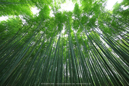 广无止境 佳能EF 11-24mm镜头试拍京都 佳能11-24试拍京都