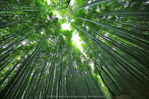 广无止境 佳能EF 11-24mm镜头试拍京都 佳能11-24试拍京都