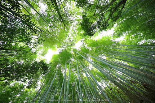 广无止境 佳能EF 11-24mm镜头试拍京都 佳能11-24试拍京都