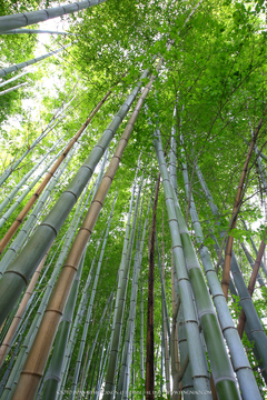 广无止境 佳能EF 11-24mm镜头试拍京都 佳能11-24试拍京都