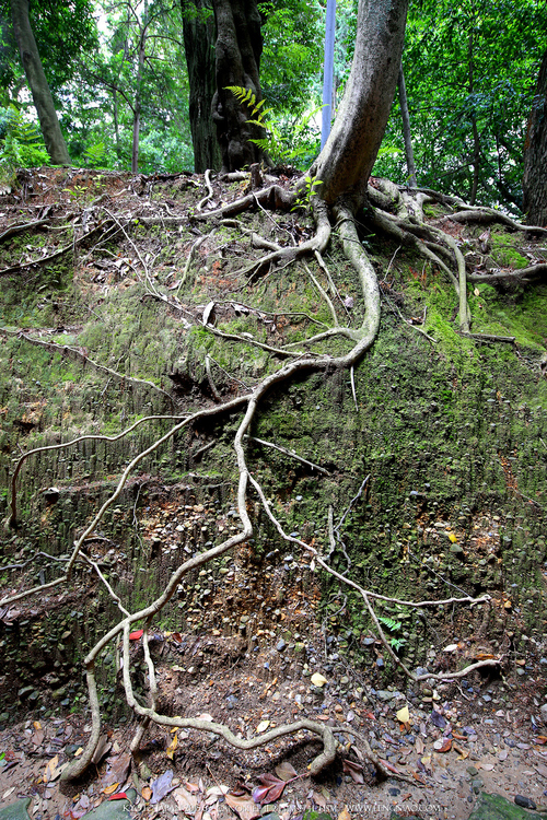 广无止境 佳能EF 11-24mm镜头试拍京都 佳能11-24试拍京都