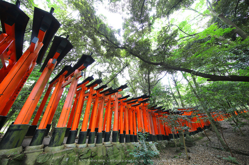 广无止境 佳能EF 11-24mm镜头试拍京都 佳能11-24试拍京都