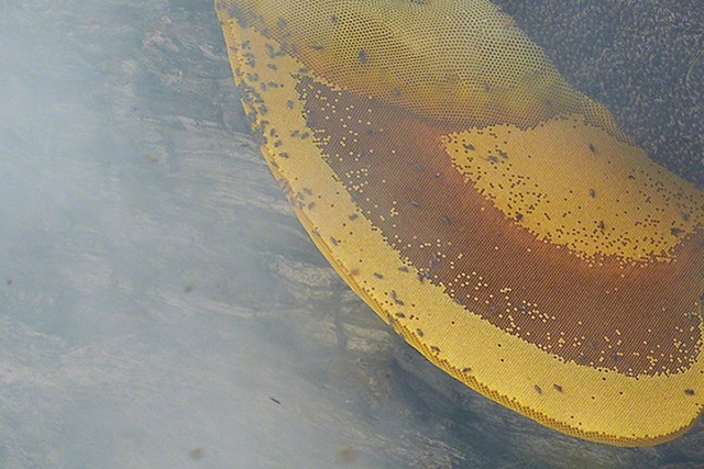 Andrew Newey:尼泊尔采蜂人 fd1ee4cbb7b59cd8.jpg