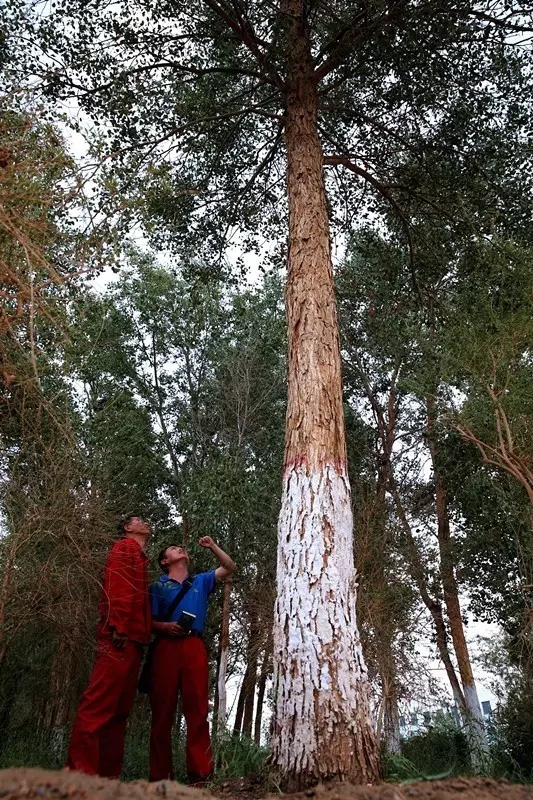 从上万幅摄影作品中脱颖而出！《绿化大漠不是梦》为何能获中国新闻奖？