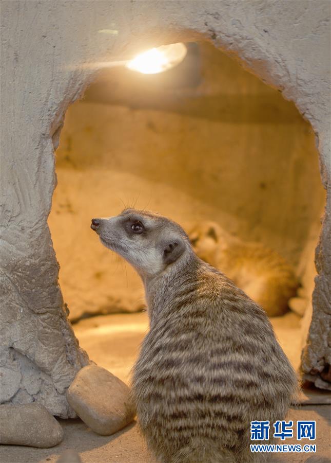 （环境）（1）冬日里的动物