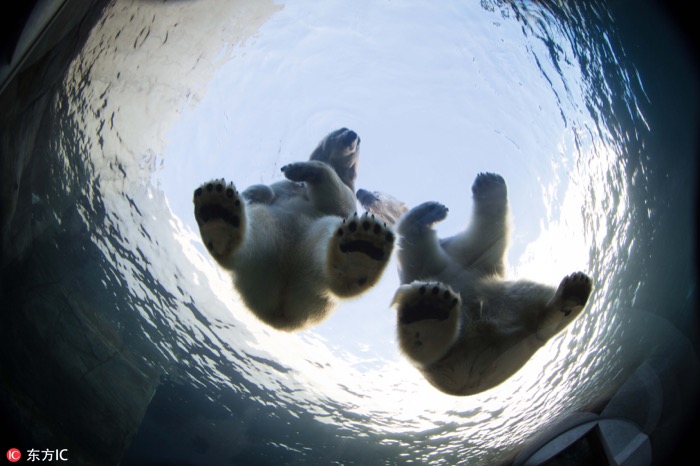 一月最佳动物摄影趣闻赏：致自然，敬生命