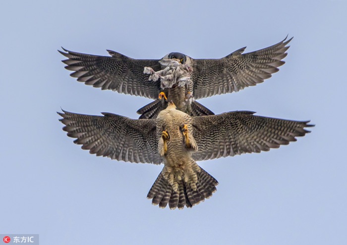 一月最佳动物摄影趣闻赏：致自然，敬生命