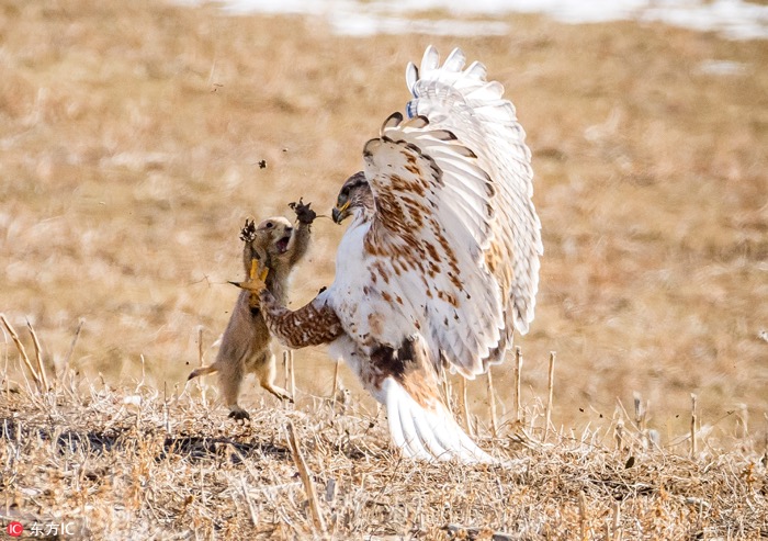 一月最佳动物摄影趣闻赏：致自然，敬生命