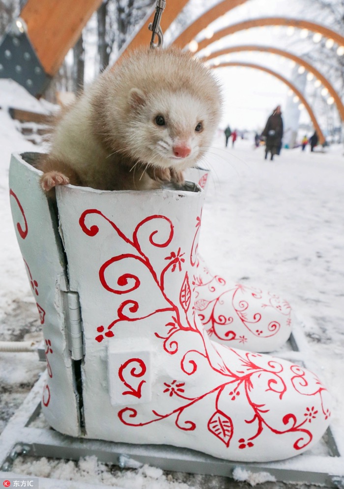 一月最佳动物摄影趣闻赏：致自然，敬生命