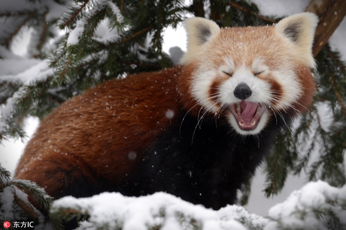 一月最佳动物摄影趣闻赏：致自然，敬生命