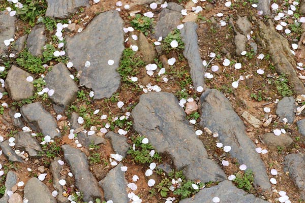 探梅关古道 看人间沧桑