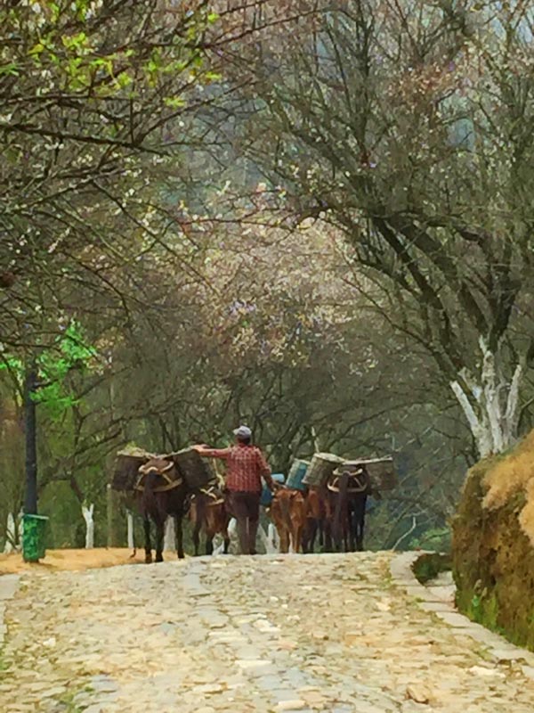 探梅关古道 看人间沧桑