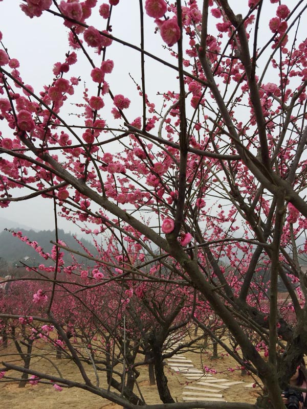 探梅关古道 看人间沧桑