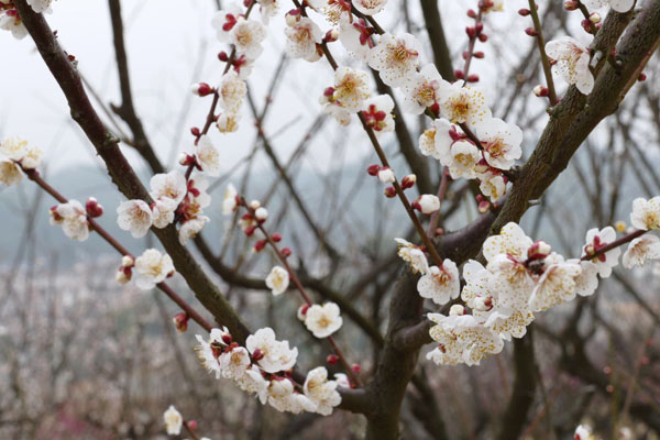 探梅关古道 看人间沧桑