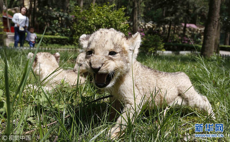 贵阳：狮子“兄弟”组团卖萌