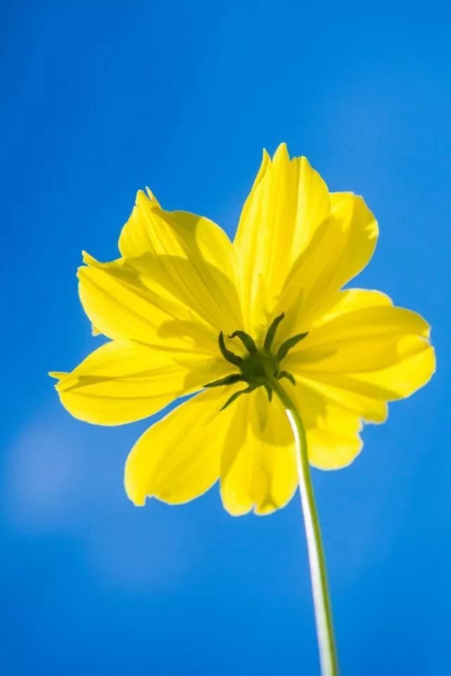 一分钱十分货！4种低成本微距特效制作方案