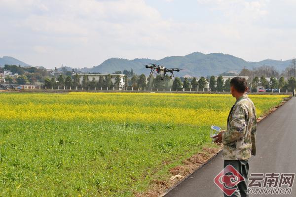 保山昌宁:植保无人机助力小春田间管理