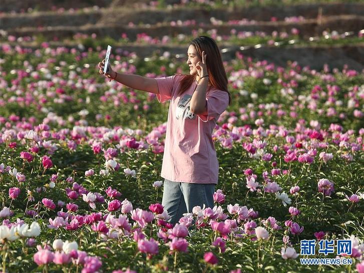 （社会）（4）辽宁阜新：芍药花开引游人