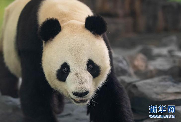 （社会）（2）8只大熊猫安家凤凰