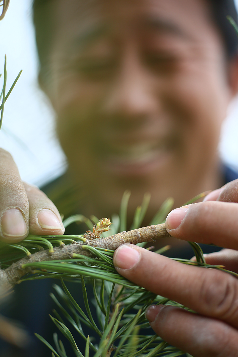 行走在毛乌素治沙路上