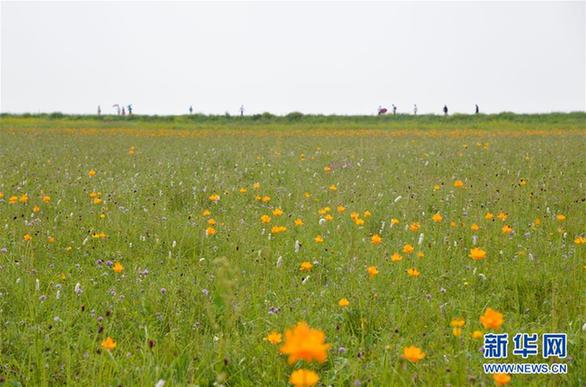 （环境）（3）盛夏金莲川美景