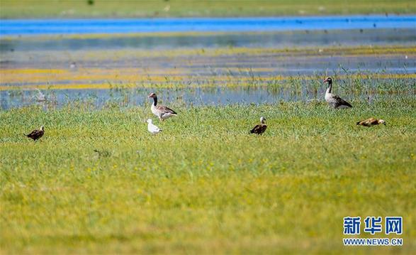 （环境）（1）候鸟安居鄂尔多斯湿地