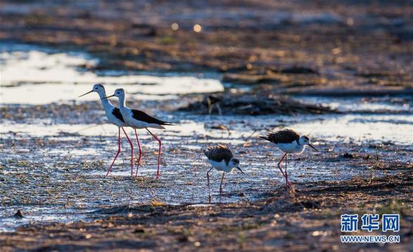 （环境）（5）候鸟安居鄂尔多斯湿地