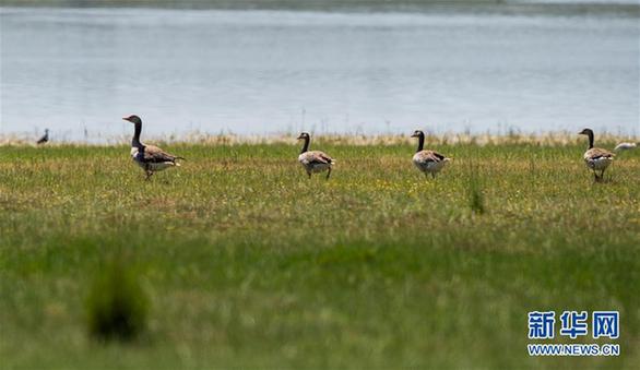 （环境）（7）候鸟安居鄂尔多斯湿地